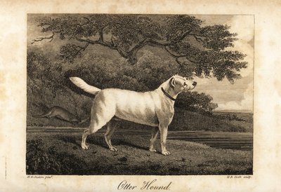 Muotokuva viimeisestä Britanniassa jäljellä olevasta saukkokoirasta vuonna 1812, jonka omistaa Hon tekijältä H. R. Cook