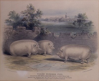 Kolme prinssi Albertin Windsorin linnassa kasvattamaa sikaa (kaiverrus H. Stafford (fl.1829)) 1843 tekijältä H. Strafford