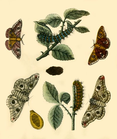 "Emperor Moth", 1749, 1943. tekijältä H Terasson