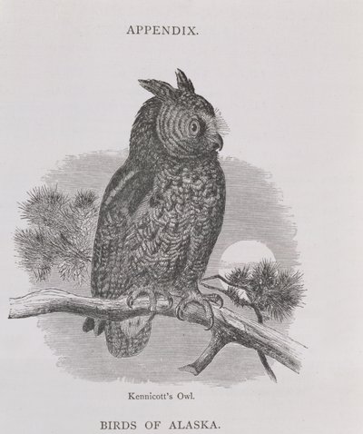 Kennicotts Owl, Alaskasta ja sen resurssit, William H. Dall, kaiverrus H. H. Nicholls, pub. 1870 tekijältä H. W., Elliot
