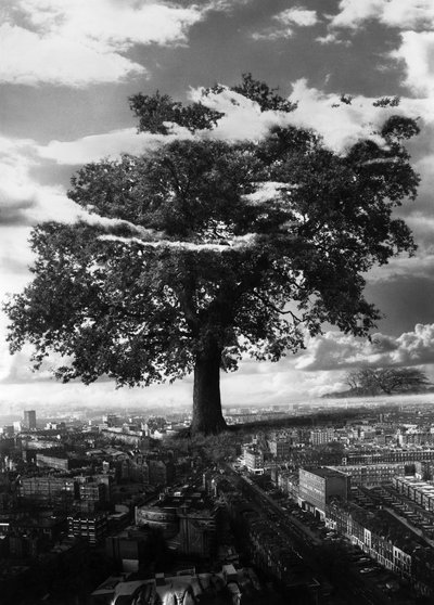 The Tree Islingtonissa tekijältä Hag Hag