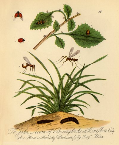 "Lepäkerttu ja isä-pitkäjalkaiset: Coccinella ja Tipula oleracea", 1720, 1945. tekijältä Halett