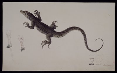"Lacerta Gudua" -näyttö, Francis Buchanan -kokoelmasta, n. 1804 (akvarelli ja kynä ja muste paperille) tekijältä Haludar