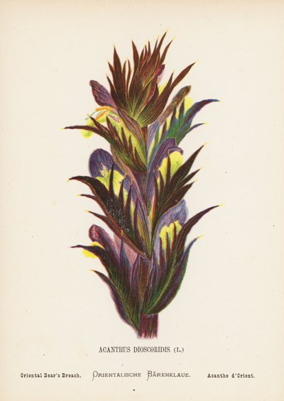 Pyhän maan luonnonvaraiset kukat: Acanthus Dioscoridis; Oriental Bear