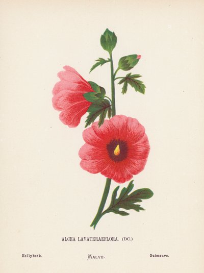 Pyhän maan luonnonvaraiset kukat: Alcea Lavateraeflora; Hollyhock (värillinen kaiverrus). tekijältä Hannah Zeller