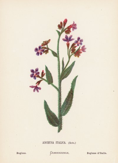 Pyhän maan luonnonvaraiset kukat: Bugloss (värillinen kaiverrus). tekijältä Hannah Zeller