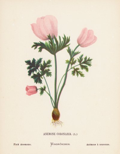 Pyhän maan luonnonvaraiset kukat: Anemone Coronaria; vaaleanpunainen anemone (värillinen kaiverrus). tekijältä Hannah Zeller