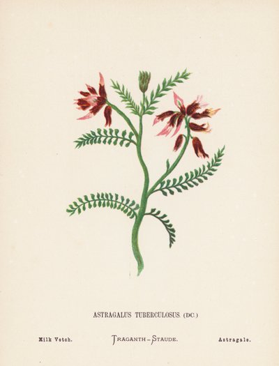 Pyhän maan luonnonvaraiset kukat: Astragalus Tuberculosus; Milk Vetch (värillinen kaiverrus). tekijältä Hannah Zeller