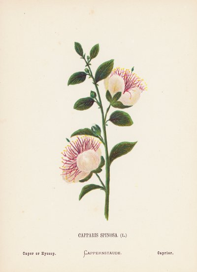 Pyhän maan luonnonvaraiset kukat: Capparis Spinosa; Caper tai Hyssop (värillinen kaiverrus). tekijältä Hannah Zeller
