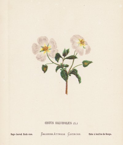 Pyhän maan luonnonvaraiset kukat: Cistus Salvifolius; Salvia-lehtinen ruusunmarja (värillinen kaiverrus). tekijältä Hannah Zeller