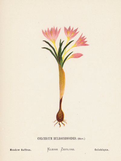 Pyhän maan luonnonvaraiset kukat: Colchicum Bulbocodioides, Stev; Niittysahrami (värillinen kaiverrus). tekijältä Hannah Zeller