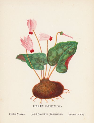 Pyhän maan luonnonvaraiset kukat: Cyclamen Aleppicum, Ait; Persian Cyclamen (värillinen kaiverrus). tekijältä Hannah Zeller