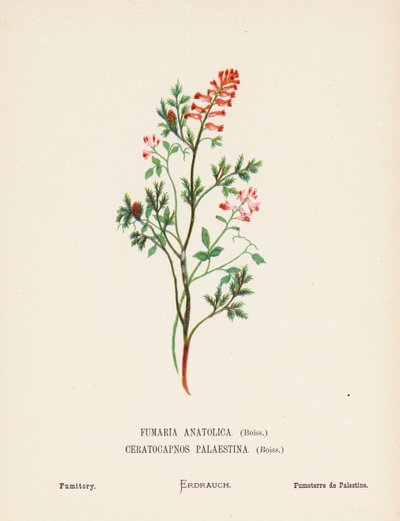 Pyhän maan luonnonvaraiset kukat: Fumaria Anatolica, Boiss, Ceratocapnos Palaestina, Boiss; Fumitory (värillinen kaiverrus). tekijältä Hannah Zeller