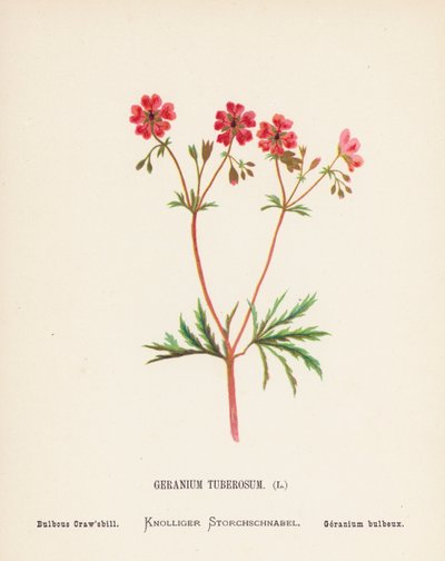 Pyhän maan luonnonvaraiset kukat: Geranium Tuberosum; Bulbous Craw