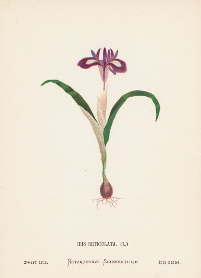 Pyhän maan luonnonvaraiset kukat: Iris Reticulata; kääpiö-iris (värillinen kaiverrus). tekijältä Hannah Zeller