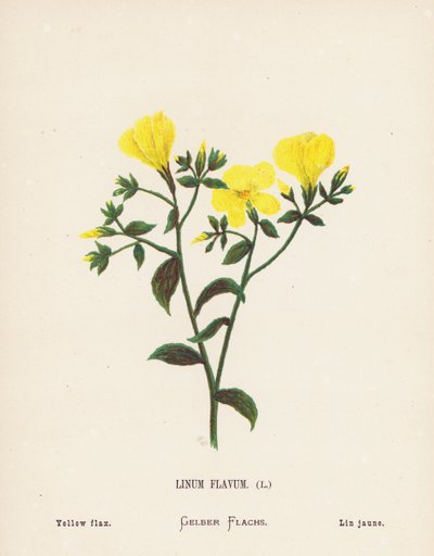 Pyhän maan luonnonvaraiset kukat: Linum Flavum; Keltainen pellava (värillinen kaiverrus). tekijältä Hannah Zeller