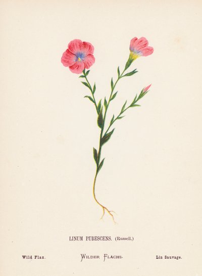 Pyhän maan luonnonvaraiset kukat: Linum Pubescens, Russell; villipellava (värillinen kaiverrus). tekijältä Hannah Zeller