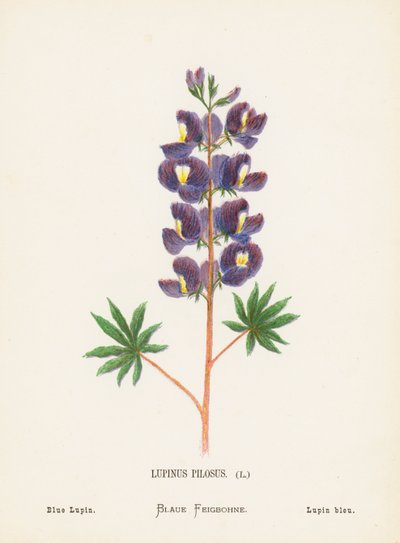 Pyhän maan luonnonvaraiset kukat: Lupinus Pilosus; sininen lupiini (värillinen kaiverrus). tekijältä Hannah Zeller