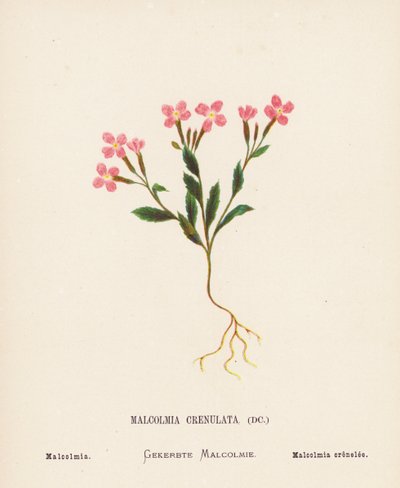 Pyhän maan luonnonvaraiset kukat: Malcolmia Crenulata; Malcolmia (värillinen kaiverrus). tekijältä Hannah Zeller