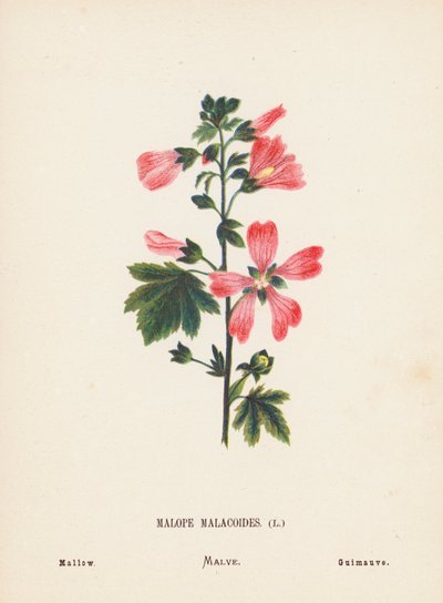 Pyhän maan luonnonvaraiset kukat: Malope Malacoides; Malva (värillinen kaiverrus). tekijältä Hannah Zeller