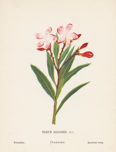 Pyhän maan luonnonvaraiset kukat: Oleander (värillinen kaiverrus). tekijältä Hannah Zeller