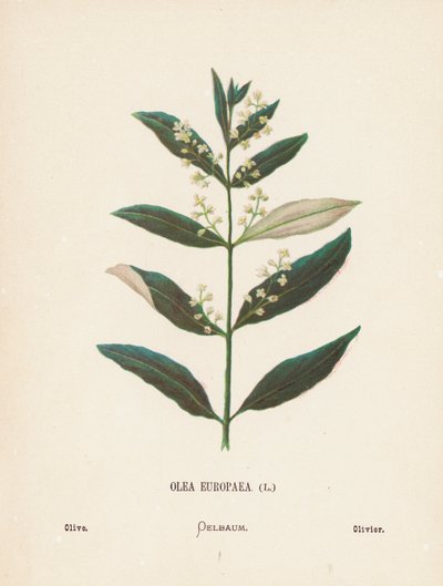Pyhän maan luonnonvaraiset kukat: Olea Europaea; Olive (värillinen kaiverrus). tekijältä Hannah Zeller