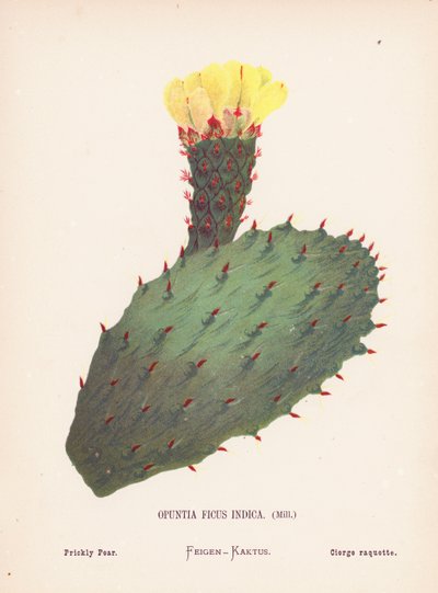 Pyhän maan luonnonvaraiset kukat: Opuntia Ficus Indica, Mill; piikkipäärynä (värillinen kaiverrus). tekijältä Hannah Zeller