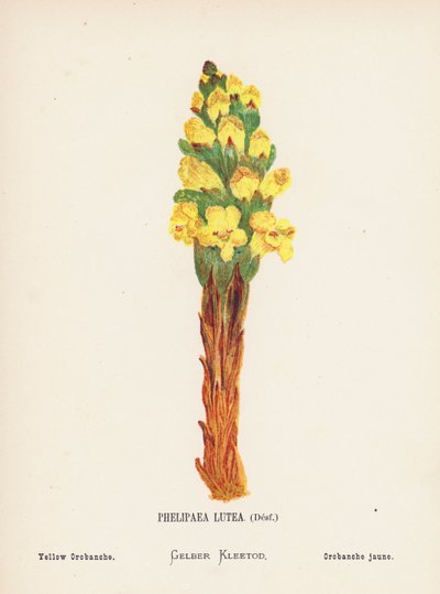 Pyhän maan luonnonvaraiset kukat: Phelipaea Lutea, Desf; Yellow Orobanche (värillinen kaiverrus). tekijältä Hannah Zeller