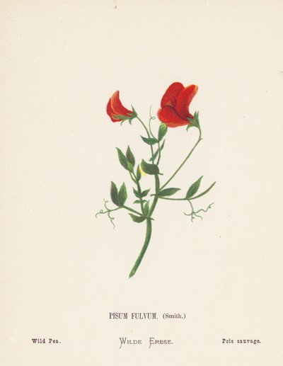 Pyhän maan luonnonvaraiset kukat: Pisum Fulvum, Smith; Wild Pea (värillinen kaiverrus). tekijältä Hannah Zeller
