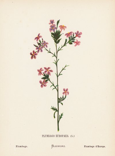 Pyhän maan luonnonvaraiset kukat: Plumbago Europaea; Plumbago (värillinen kaiverrus). tekijältä Hannah Zeller