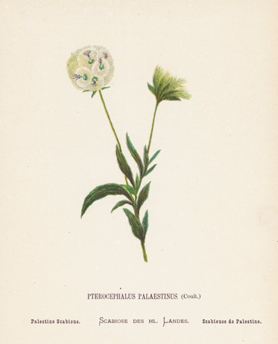 Pyhän maan luonnonvaraiset kukat: Pterocephalus Palaestinus, Coult; Palestine Scabious (värillinen kaiverrus). tekijältä Hannah Zeller