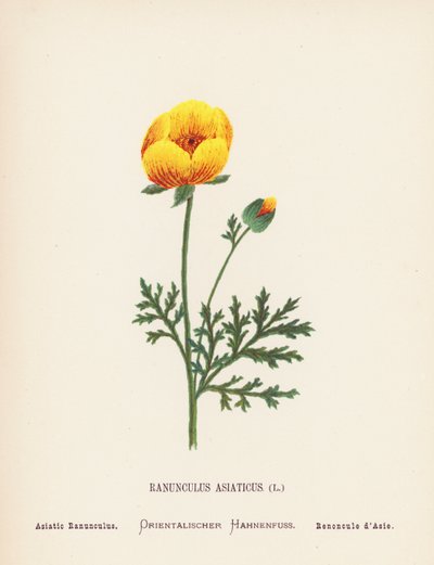 Pyhän maan luonnonvaraiset kukat: Ranunculus Asiaticus; Aasialainen Ranunculus (värillinen kaiverrus). tekijältä Hannah Zeller