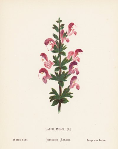 Pyhän maan luonnonvaraiset kukat: Salvia Indica; Intian salvia (värillinen kaiverrus). tekijältä Hannah Zeller