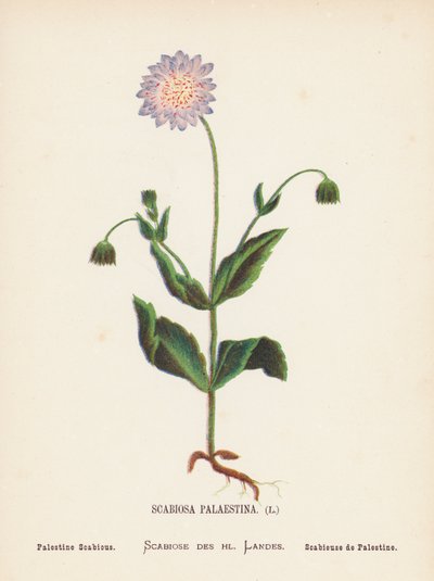 Pyhän maan luonnonvaraiset kukat: Scabiosa Palaestina; Palestine Scabious (värillinen kaiverrus). tekijältä Hannah Zeller