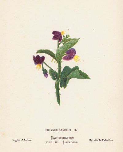 Pyhän maan luonnonvaraiset kukat: Solanum Sanctum; Sodoman omena (värillinen kaiverrus). tekijältä Hannah Zeller