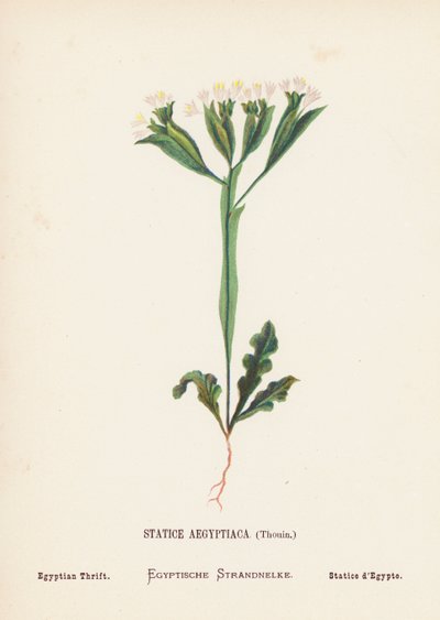 Pyhän maan luonnonvaraiset kukat: Statice Aegyptiaca, Thouin; Egyptiläinen säästäväisyys (värillinen kaiverrus): Statice Aegyptiaca, Thouin; Egyptian Thrift (värillinen kaiverrus). tekijältä Hannah Zeller