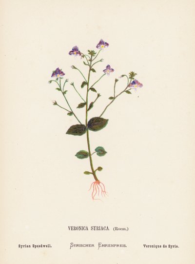 Pyhän maan luonnonvaraiset kukat: Veronica Syriaca, Roem; Syrian Speedwell (värillinen kaiverrus). tekijältä Hannah Zeller