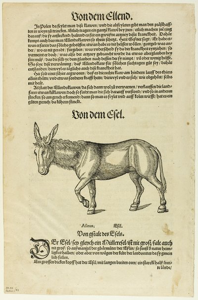 Kuvitus "Thierbuch", levy 42 teoksesta Puupiirroksia XVI vuosisadan kirjoista. tekijältä Hans Asper
