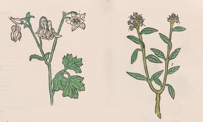 Herbarius - Gart der gesuntheit - Terveyden puutarha, 1485. tekijältä Hans Schönsperger