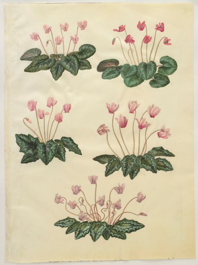 Cyclamen purprascens albumilta Gottorfer Codex, n. 1650 (guassi pergamentilla) tekijältä Hans Simon Holtzbecher
