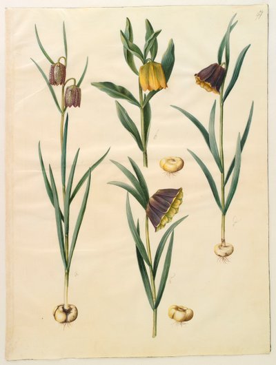Fritillaria meleagris albumilta Gottorf Codex, n. 1650 (guassi pergamentilla) tekijältä Hans Simon Holtzbecher