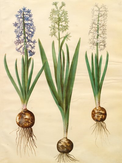Hyacinthoides orientalis albumista Gottorfer Codex, noin 1650 (guassi pergamentille). tekijältä Hans Simon Holtzbecher