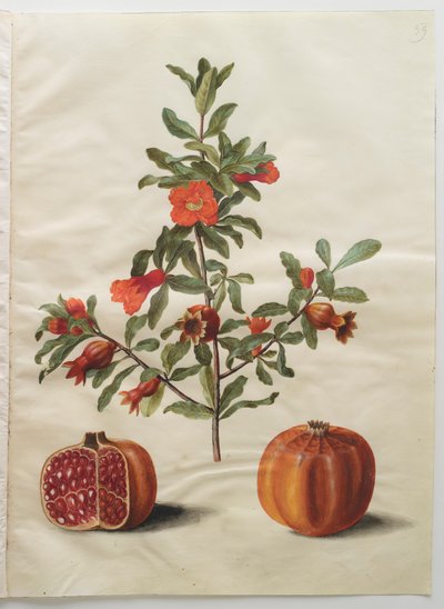 Punica granatum albumilta Gottorfer Codex, n. 1650 (guassi pergamentilla) tekijältä Hans Simon Holtzbecher