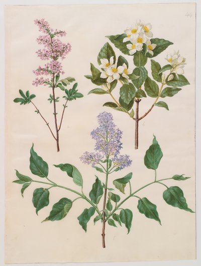 Syringa persica, philadelphus coronarius ja syringa vulgaris albumista Gottorfer Codex, n. 1650 (guassi pergamentilla) tekijältä Hans Simon Holtzbecher