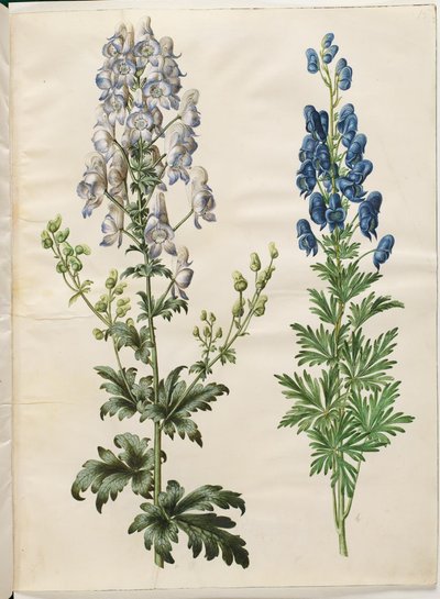 Kirjava akoniitti (broget myrskyhattu); Aconite napellus (ægte stormhat) tekijältä Hans Simon Holtzbecker