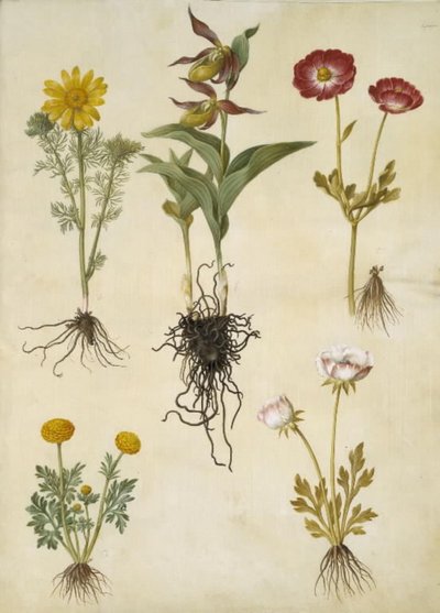 Kevät Adonis (vår-adonis); Cypripedium calceolus (stor fruesko); Aasialainen ranunculus (have-ranunkel); Buttercup (art af ranunkel) tekijältä Hans Simon Holtzbecker