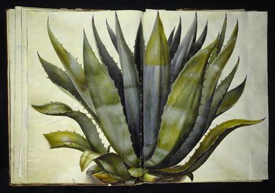 Agave americana (yleinen agave) tekijältä Hans Simon Holtzbecker