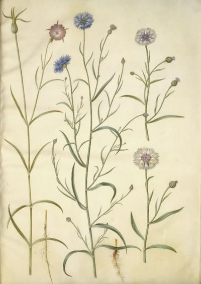 Agrostemma githago (tavallinen kivi); Centaurea cyanus (ruiskukka) tekijältä Hans Simon Holtzbecker
