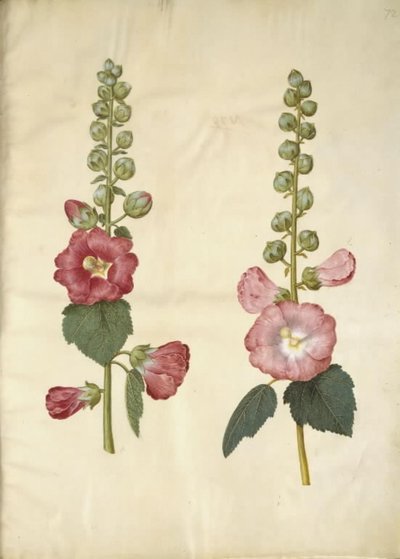 Alcea rosea (have-stokrose) tekijältä Hans Simon Holtzbecker
