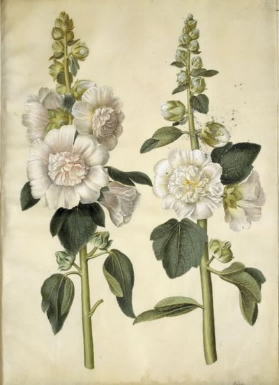 Alcea rosea (have-stokrose) tekijältä Hans Simon Holtzbecker